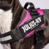 Julius K9 labler Tropehagen Julius K9 labler Tropehagen