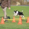 v02_9A547E1EFA496C85549AA51353D95360.jpg agility hinder