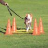 v02_DEBED086849D1FC7EDB76342188FE0E5.jpg agility hinder