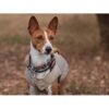 A631.4002-.jpg Spotted! -Hund-katt ID merke QR kode