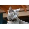 A631.4002-1-3.jpg Spotted! -Hund-katt ID merke QR kode