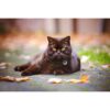 A631.4002-1-4.jpg Spotted! -Hund-katt ID merke QR kode