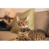 A631.4002-1-5.jpg Spotted! -Hund-katt ID merke QR kode