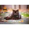 A631.4002-1-6.jpg Spotted! -Hund-katt ID merke QR kode