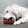 0f3c4e0646a572c0d453611ae8979c8d.jpg KONG Marathon Chews Dog Treat fyll til leke Kylling, 2-pakk