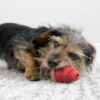 KONG-Marathon-Chews-Dog-Treat-fyll-til-leke-Kylling-2-pakk-4.jpg KONG Marathon Chews Dog Treat fyll til leke Kylling, 2-pakk