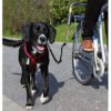 Sykkelfeste til liten og mellomstor hund biker-sett Sykkelfeste til liten og mellomstor hund biker-sett
