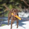 Chuckit! Air Fetch Breath right Stick Dog Toy Chuckit! Air Fetch Breath right Stick Dog Toy