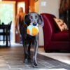 Chuckit-Indoor-Ball-Plysj-ball-4.jpg Chuckit! Indoor Ball Plysj ball
