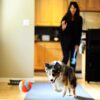 Chuckit-Indoor-Ball-Plysj-ball-5.jpg Chuckit! Indoor Ball Plysj ball
