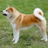 Myfamily-Akita-Inu-IDtag...jpg Myfamily Akita Inu IDtag