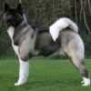 Myfamily-Akita-Inu-IDtag.....jpg Myfamily Akita Inu IDtag