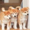 Myfamily-Akita-Inu-IDtag.................jpeg Myfamily Akita Inu IDtag