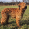 Myfamily-Briard-IDtag.png Myfamily Briard IDtag