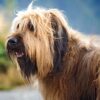Myfamily-Briard-IDtag...jpg Myfamily Briard IDtag