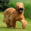 Myfamily-Briard-IDtag...png Myfamily Briard IDtag