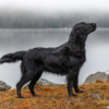 Myfamily-Flat-coated-retriever-IDtag.png Myfamily Flat coated retriever IDtag