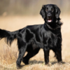 Myfamily-Flat-coated-retriever-IDtag...png Myfamily Flat coated retriever IDtag