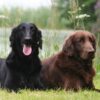 Myfamily-Flat-coated-retriever-IDtag.....jpg Myfamily Flat coated retriever IDtag