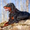 Myfamily-Gordon-Setter-IDtag...jpg Myfamily Gordon Setter IDtag