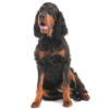 Myfamily-Gordon-Setter-IDtag.....png Myfamily Gordon Setter IDtag
