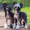 Chinese Crested Dog Breed. Male and Female dog. Myfamily Kinesisk nakenhund IDtag