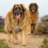 Myfamily-Leonberger-IDtag...jpg Myfamily Leonberger IDtag