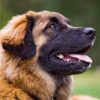 Myfamily-Leonberger-IDtag.....jpg Myfamily Leonberger IDtag
