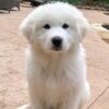 Myfamily-Pyreneerhund-IDtag...jpg Myfamily Pyreneerhund IDtag
