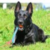 Myfamily-Schaeferhund-IDtag-1.jpg Myfamily Schæferhund IDtag