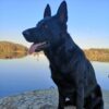 Myfamily-Schaeferhund-IDtag..-1.jpg Myfamily Schæferhund IDtag