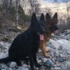 Myfamily-Schaeferhund-IDtag....jpg Myfamily Schæferhund IDtag