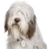 Myfamily-Bearded-collie.......jpeg Myfamily Bearded collie