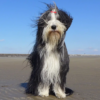 Myfamily-Bearded-collie...........png Myfamily Bearded collie