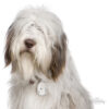 Myfamily-Bearded-collie.............jpg Myfamily Bearded collie