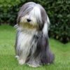 Myfamily-Bearded-collie...............jpg Myfamily Bearded collie