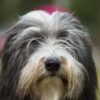 Myfamily-Bearded-collie.................jpg Myfamily Bearded collie