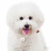 Myfamily-Bichon-frise-IDtag.........jpg Myfamily Bichon frisé IDtag