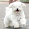 Myfamily-Bichon-frise-IDtag...............jpg Myfamily Bichon frisé IDtag