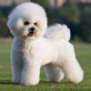 Myfamily-Bichon-frise-IDtag.................jpg Myfamily Bichon frisé IDtag