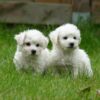 Myfamily-Bichon-frise-IDtag...................jpg Myfamily Bichon frisé IDtag