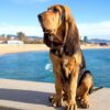 Myfamily-Blodhund-IDtag.jpg Myfamily Blodhund IDtag