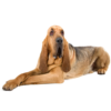 Myfamily-Blodhund-IDtag.....png Myfamily Blodhund IDtag