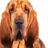 Myfamily-Blodhund-IDtag.......png Myfamily Blodhund IDtag