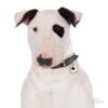 Myfamily-Bull-terrier-IDtag.....jpeg Myfamily Bull terrier IDtag