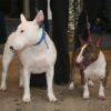 Myfamily-Bull-terrier-IDtag.........jpg Myfamily Bull terrier IDtag