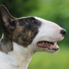 Myfamily-Bull-terrier-IDtag...........png Myfamily Bull terrier IDtag