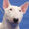 Myfamily-Bull-terrier-IDtag.............jpg Myfamily Bull terrier IDtag