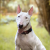 Myfamily-Bull-terrier-IDtag...............png Myfamily Bull terrier IDtag