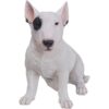 Myfamily-Bull-terrier-IDtag.................jpg Myfamily Bull terrier IDtag